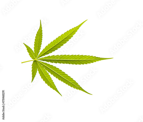 Plakat Marihuana liść odizolowywający na białym tle