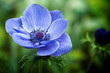 Fiore blu/viola