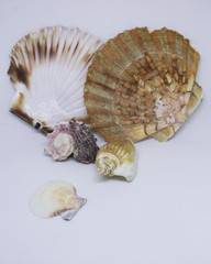 Shells isolated and white background