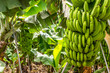 Grüne Bananenstauden auf einer Plantage