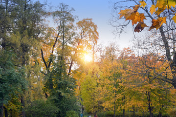 Wall Mural - bright autumn tree in park
