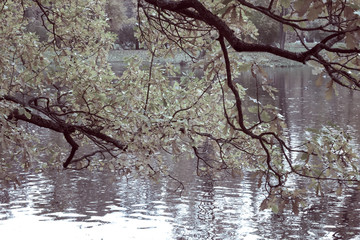Wall Mural - Autumn park with the river. Toning