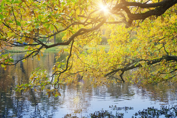 Wall Mural - Autumn park with the river.
