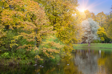 Wall Mural - bright autumn tree in park