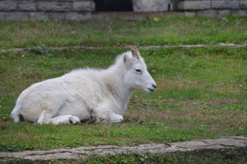 Wall Mural - Dall Sheep