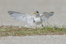 Least Tern Taking Off On The Beach In Florida