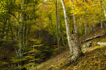 autumn forest