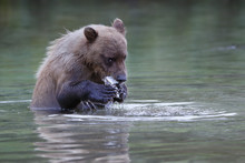 Coastal Brown Bear Cub Eating Salmon While Sitting In The River In Alaska