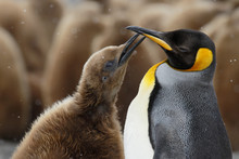 King Penguin Chick Begging The Parent For Food In South Georgia Antarctica