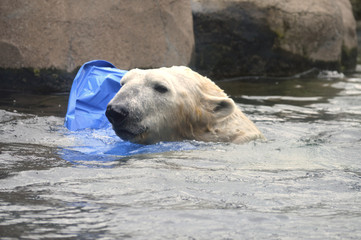 Poster - Polar bear swimming in the water