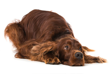 Wall Mural - Irish Setter