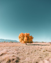 Single Autumn Tree On Landscape Against Blue Sky