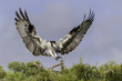 © Clemens Vanderwerf - Osprey landing on a cypress tree with wings wide in Florida