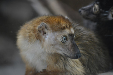 Poster - Blue Eyed Lemur