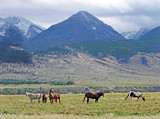 Fototapeta Konie - Paradise Valley Montana Horses