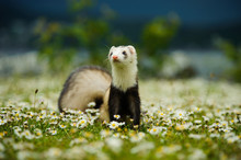 Ferret Outdoor Portrait In Grass And Flowers