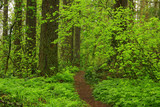 Fototapeta Natura - a picture of an Pacific Northwest forest trail