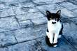 Cat with black mustache.