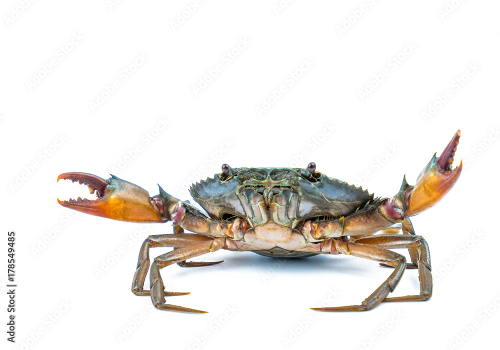 Scylla serrata. Mud crab isolated on white background with copy space. Raw materials for seafood restaurants concept. - obrazy, fototapety, plakaty 