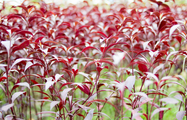 red plant tree background