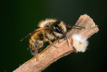 Osmia Rufa, Mason Bee, Pollinator