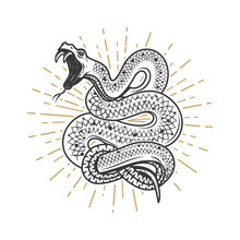 Viper Snake Illustration On White Background. Design Element For Poster, Emblem, Sign. Vector Illustration