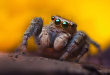 Jumping Spider Close Up. Macro Photography. Portrait Of Spider 