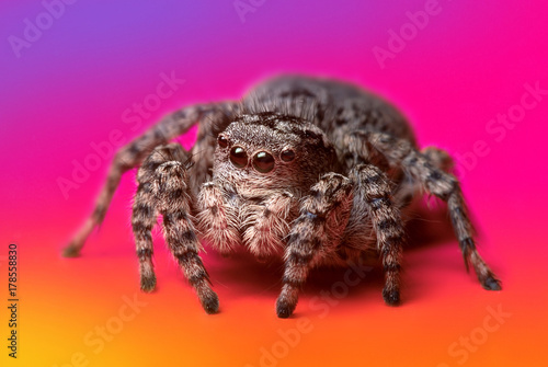 fotografia-makro-portret-pajaka-z-duzymi-oczami-na-rozowym-tle