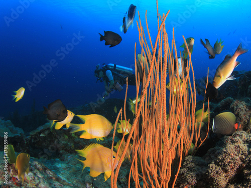Plakat Nurkowie badający rafę koralową pod wodą