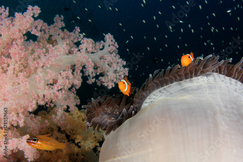 Zdjęcie XXL Ryba na rafie koralowej. Anemonowy anemon błazenki
