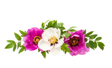 flower peony isolated