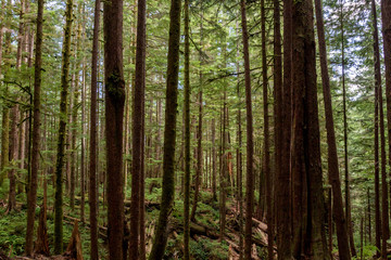 Wall Mural - Mächtige Bäume im Avatar Grove bei Port Renfrew auf Vancouver Island, British Columbia, Kanada.