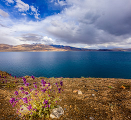 Poster - Lake Tso Moriri