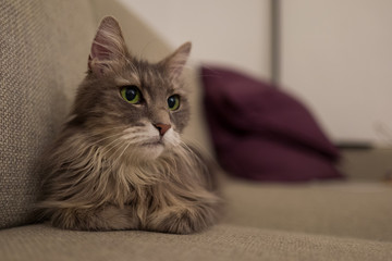 Cute cat on couch