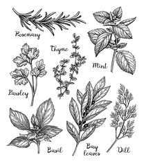 Wall Mural - Ink sketch of herbs