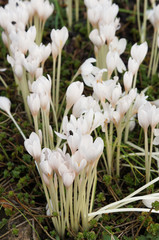 Wall Mural - Colchicum autumnale white flowers or speciosum album