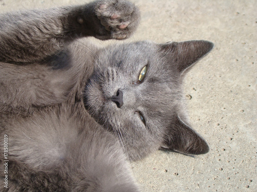 Respectable Russian Blue Cat With A Raised Paw Buy This Stock