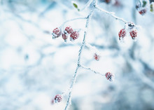 Branch Of Dog Rose With Red Fruits Covered With Cold Icicles Of White Frost In The Winter