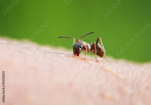Zdjęcie XXL mała szkodliwa mrówka owadów pełzająca po skórze ludzkiej ręki