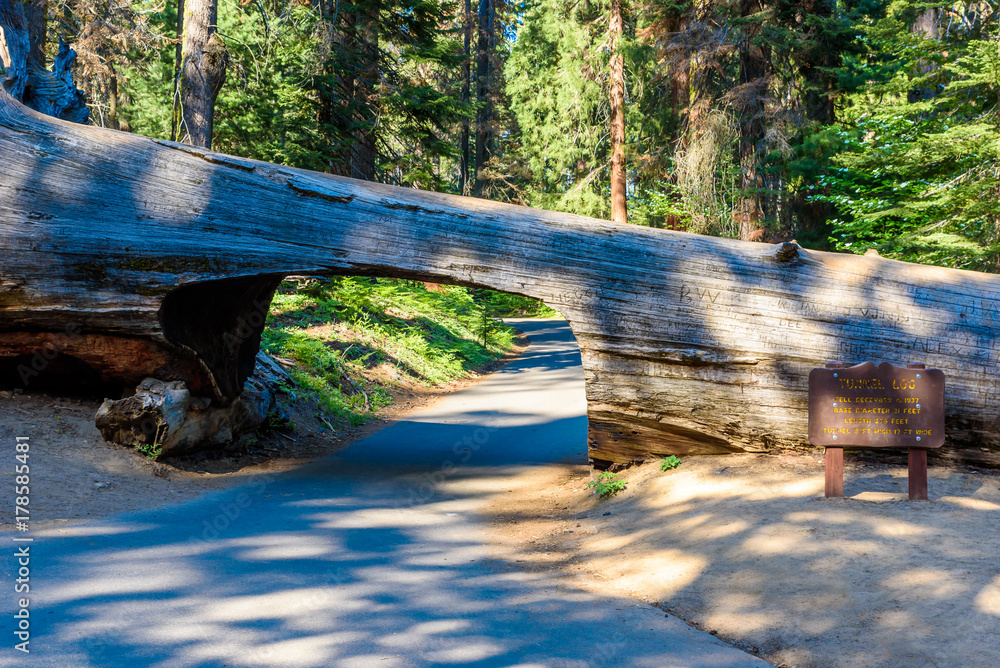 Tunnel Log in Sequoia National Park. Tunnel 8 ft high, 17 ft wide.  California, United States.