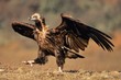 Cinereous vulture (Aegypius monachus) with open wings