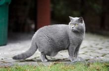 British Shorthair Cat Outdoors