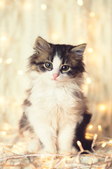 winter portrait of a small cute kitten on a knitted blanket in the lights of a garland