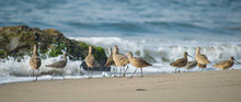 Sandpiper Flock