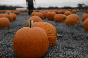 pumpkin patch