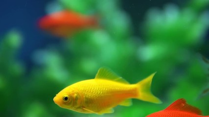 Canvas Print - Slow Motion Goldfish Fish Swimming In Aquarium