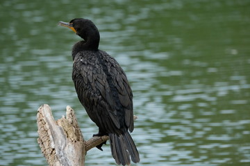 Wall Mural - Cormorant on a pond