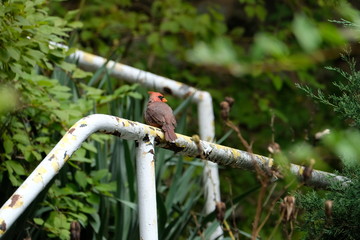 Sticker - Cardinal on a rusty handrail