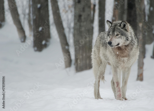 Tela Timber Wolf In Forest