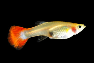 guppy